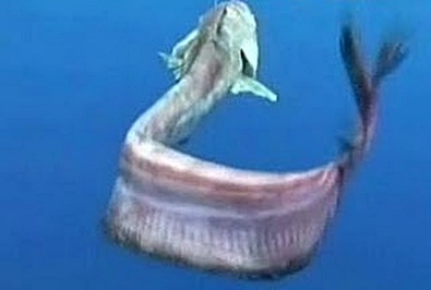Unknown Ocean Species - Brazil 
