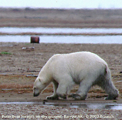 Polar Bear forages on dry ground
