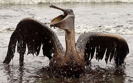 Oil Soaked Pelican