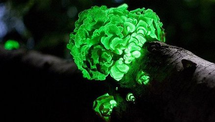 Glow-in-the-dark Mushroom