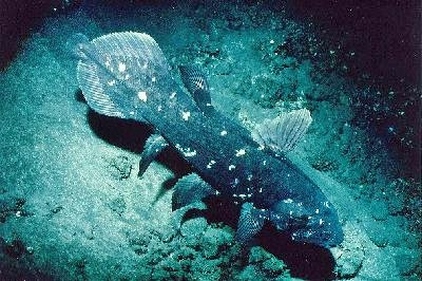 Coelacanth - South Africa