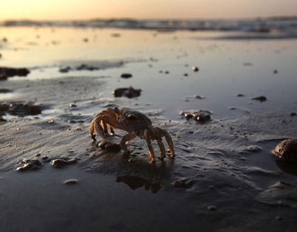 Crab walking on oil covered shore