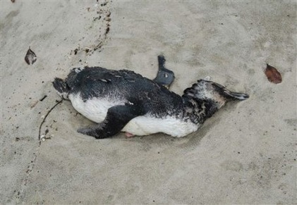 One of Many Dead Penguins in Brazil in December 2010