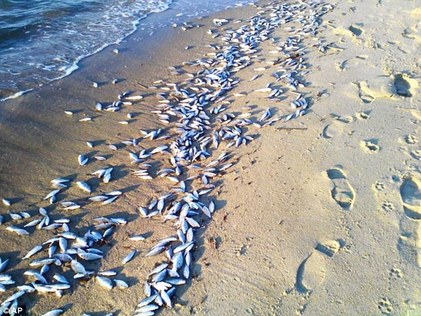  Dead Fish in Chesapeake Bay