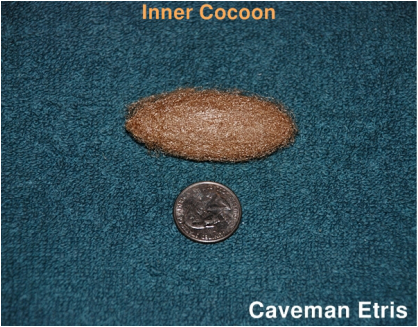 Cecropia Moth inner cocoon