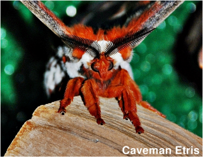 Cecropia Moth face