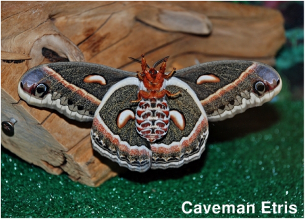 Cecropia Moth underside