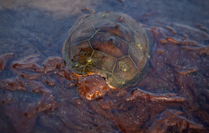 Turtle in oil flooded water