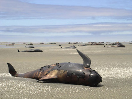 Dead Whales in New Zealand in 2010