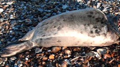  One of Many Dead Seals in North Norfolk, UK in 2010