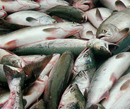 Dead Fish in Iran in January 2011