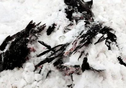 Dead Birds in Turkey in January 2011