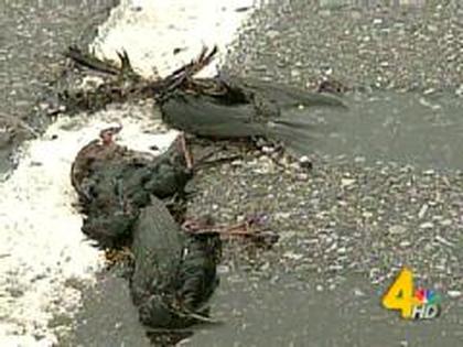  Dead Birds in tennessee in January 2011