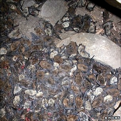 Bodies of Dead Bats in a U.S. Cave in 2010