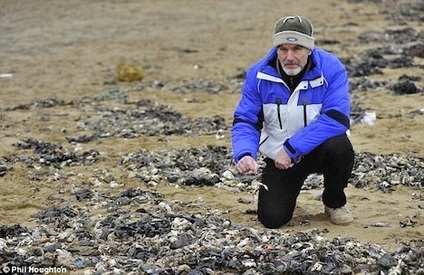  Dead Crabs Along Kent Coast in Britian