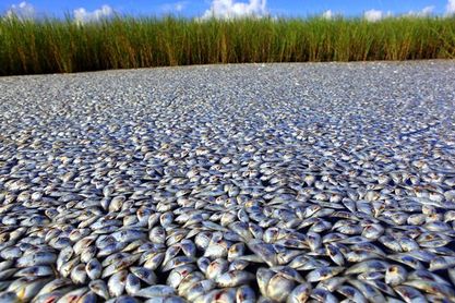 Dead Fish in Louisiana in January 2011