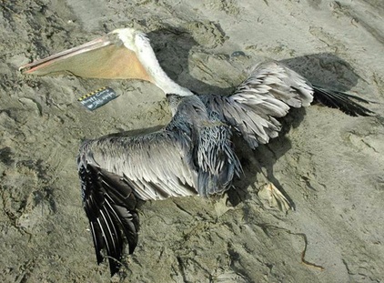 One of Many Dead Pelicans in NC in December 2010