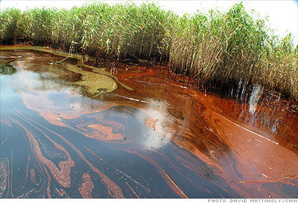 BP oil fills marsh in Gulf shores