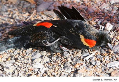  Dead Red-Winged Blackbirds in Arkansa