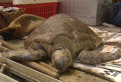 Oil covered Sea Turtle brought ashore