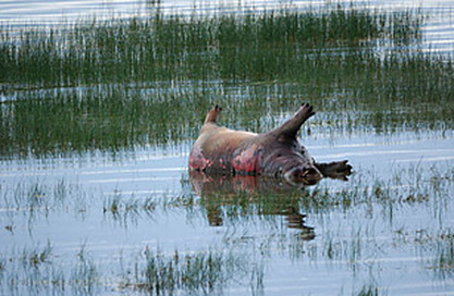  One of 300 Dead Hippos in Uganda in 2004