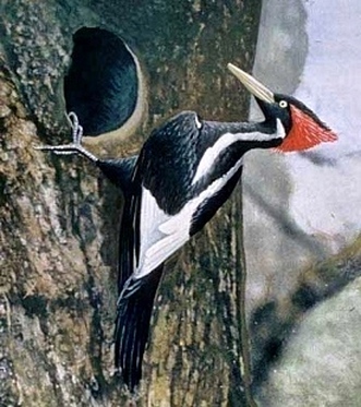 Ivory- billed Woodpecker