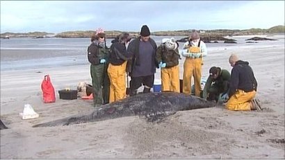 Dead Whales in Ireland in Winter 2010