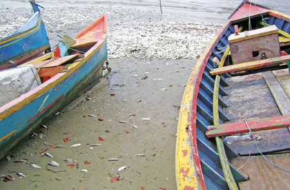 Tons of Dead Fish in Brazil in January 2011