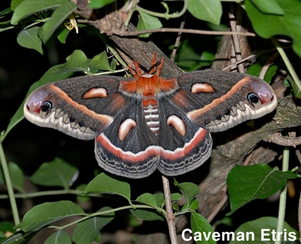 Cecropia Moth in bush