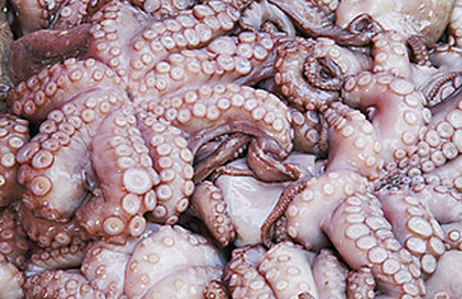   Dead Octopuses in Portugal in January 2011