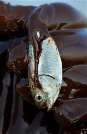 Dead fish from BP oil spill