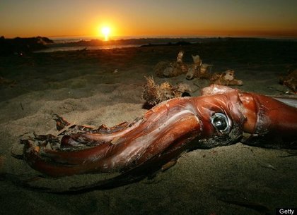   One of Many Dead Jumbo Squid in California in 2005