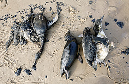 Some of Many Dead Penguins in Chile in 2009