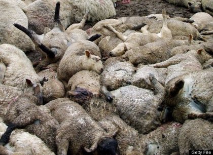 Piles of Dead Sheep in Turkey in 2005
