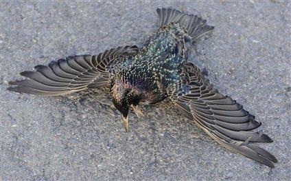  Dead Starlings in Louisiana -