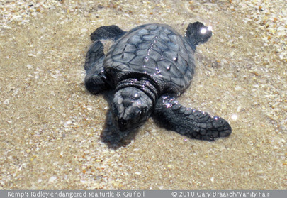 Oil covered Sea Turtle