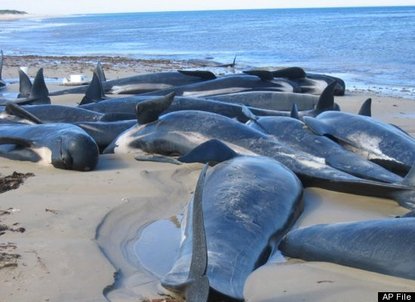 Dead Pilot Whales Near Australia in 2009