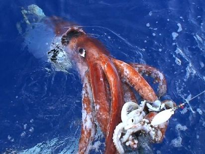 Giant Squid Caught in Japan