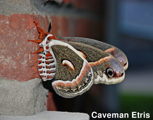 Cecropia Moth on wall