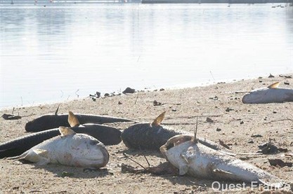  Dead Mulet Fish in France in January 2011