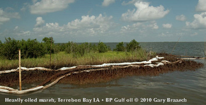 BP oil fills marsh, Terrebon Bay, LA