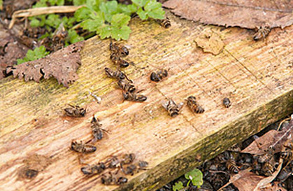 Dead Honey Bees Found from 2006 to 2010