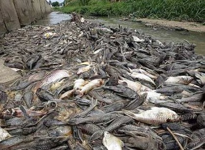  Dead Fish in Malaysia in January 2011