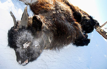 Many Dead Livestock in Mongolia in December 2010