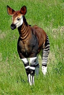 Okapi in  the Ituri Rainforest
