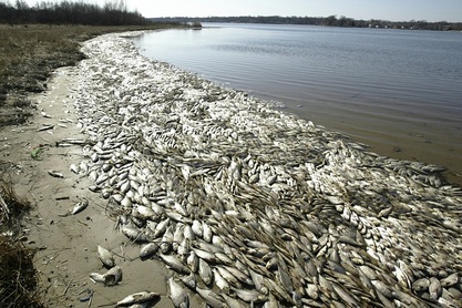 Dead Fish in Arkansas River in January 2011