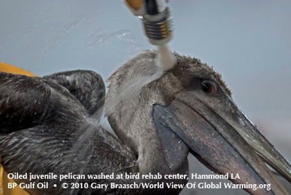 Juvenile Pelican covered in oil being washed at rehab center