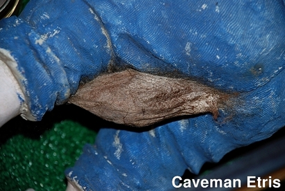 Cecropia Moth cocoon